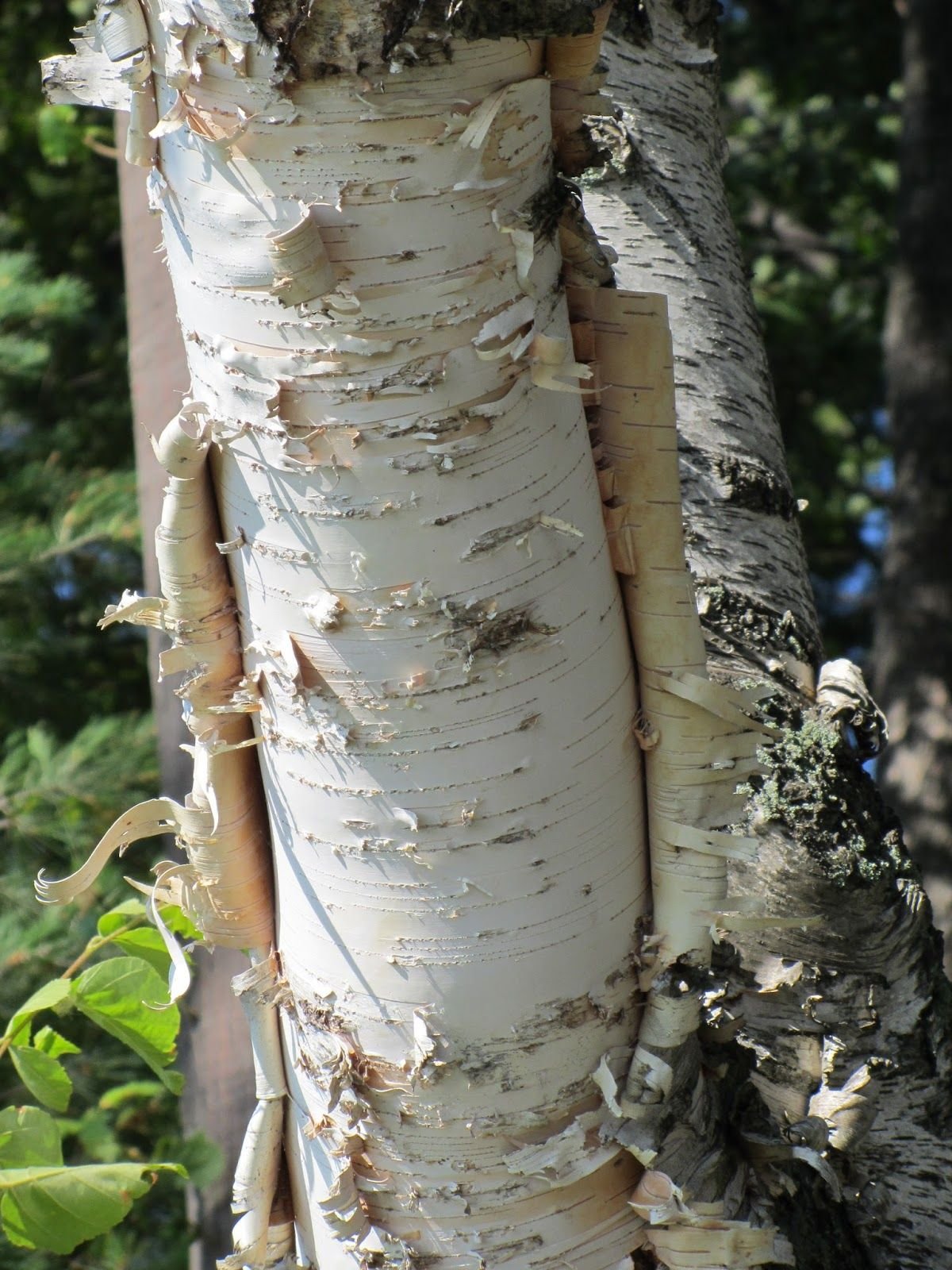 Береста кора