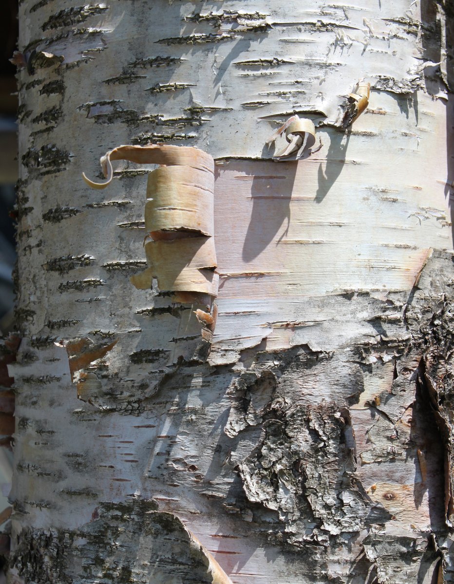 Я нашел удивительную берестяную трубочку. #Birch Birch Bark. Чечевички у березы.