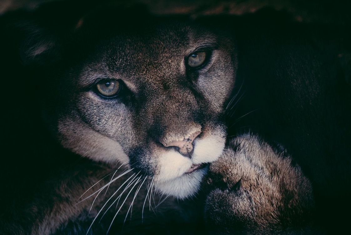 Пума заставка