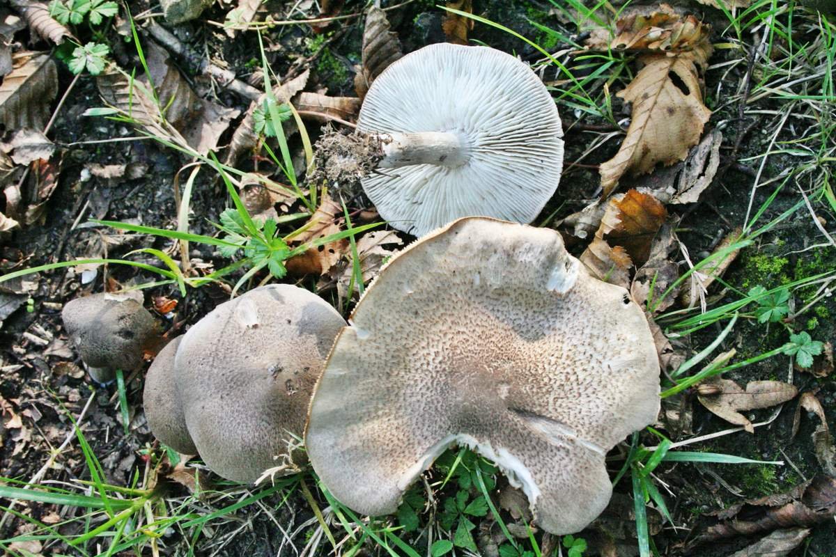 Tricholoma scalpturatum