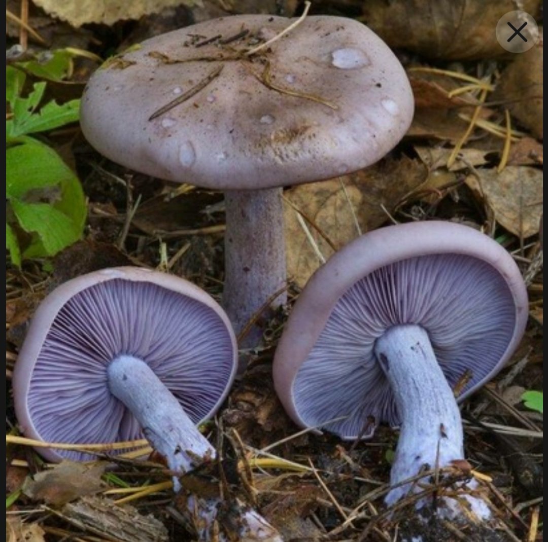 Гриб рядовка рядовка