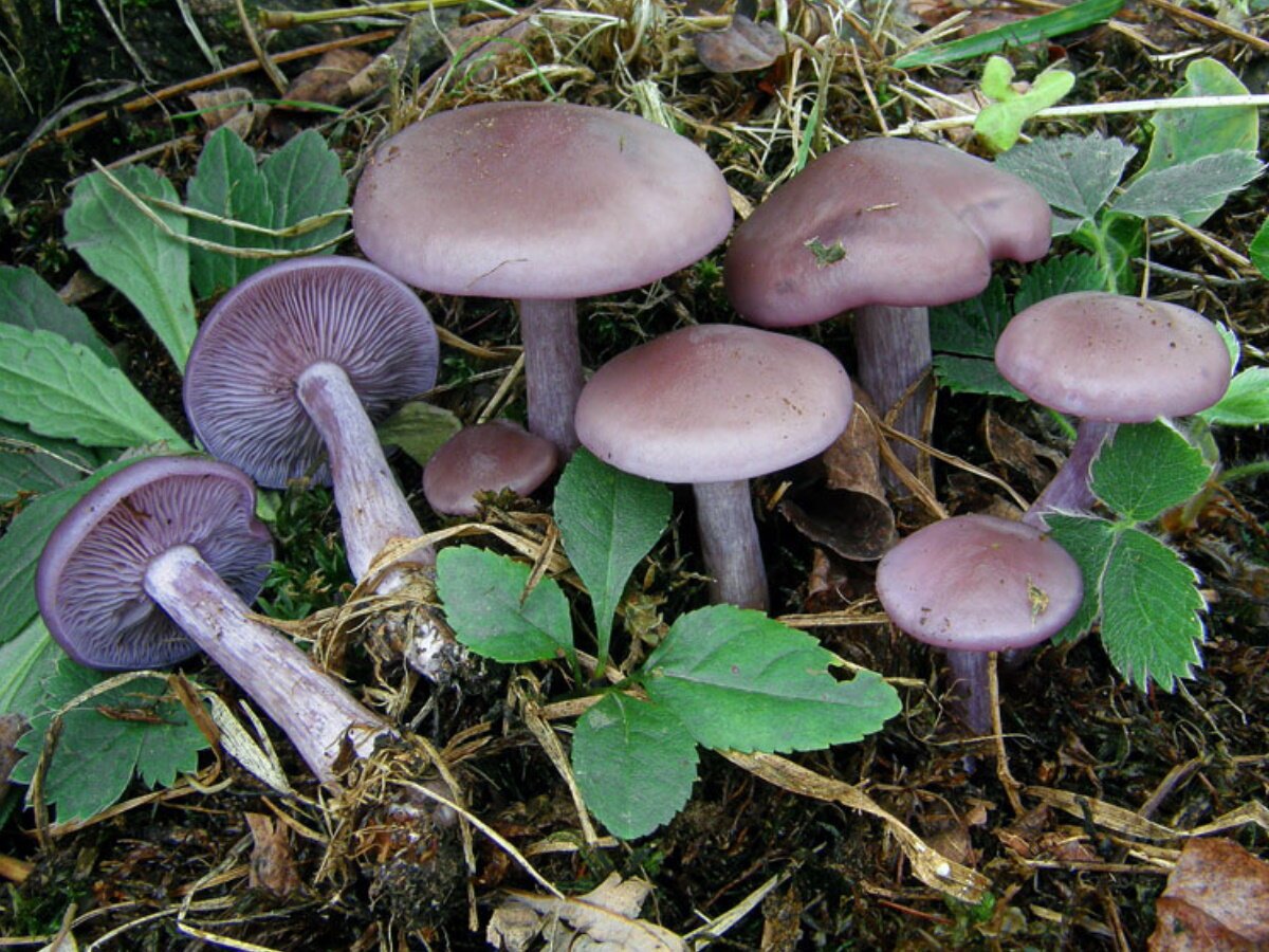 Рядовка сорная Lepista sordida