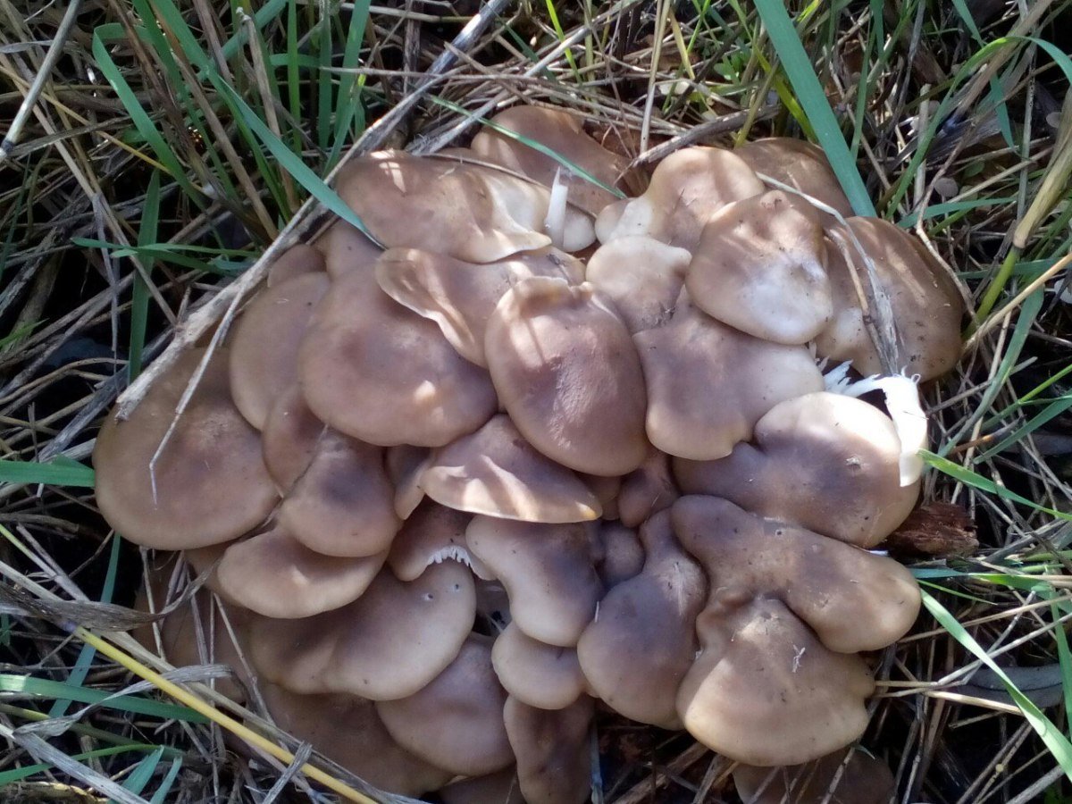 Опёнок осенний рядовка