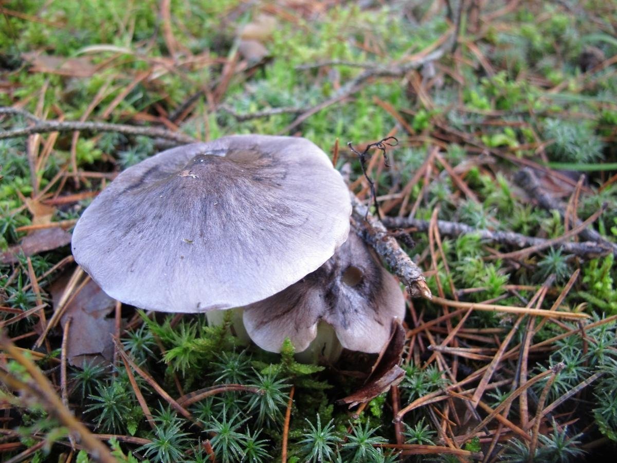 Рядовка серая Tricholoma portentosum.