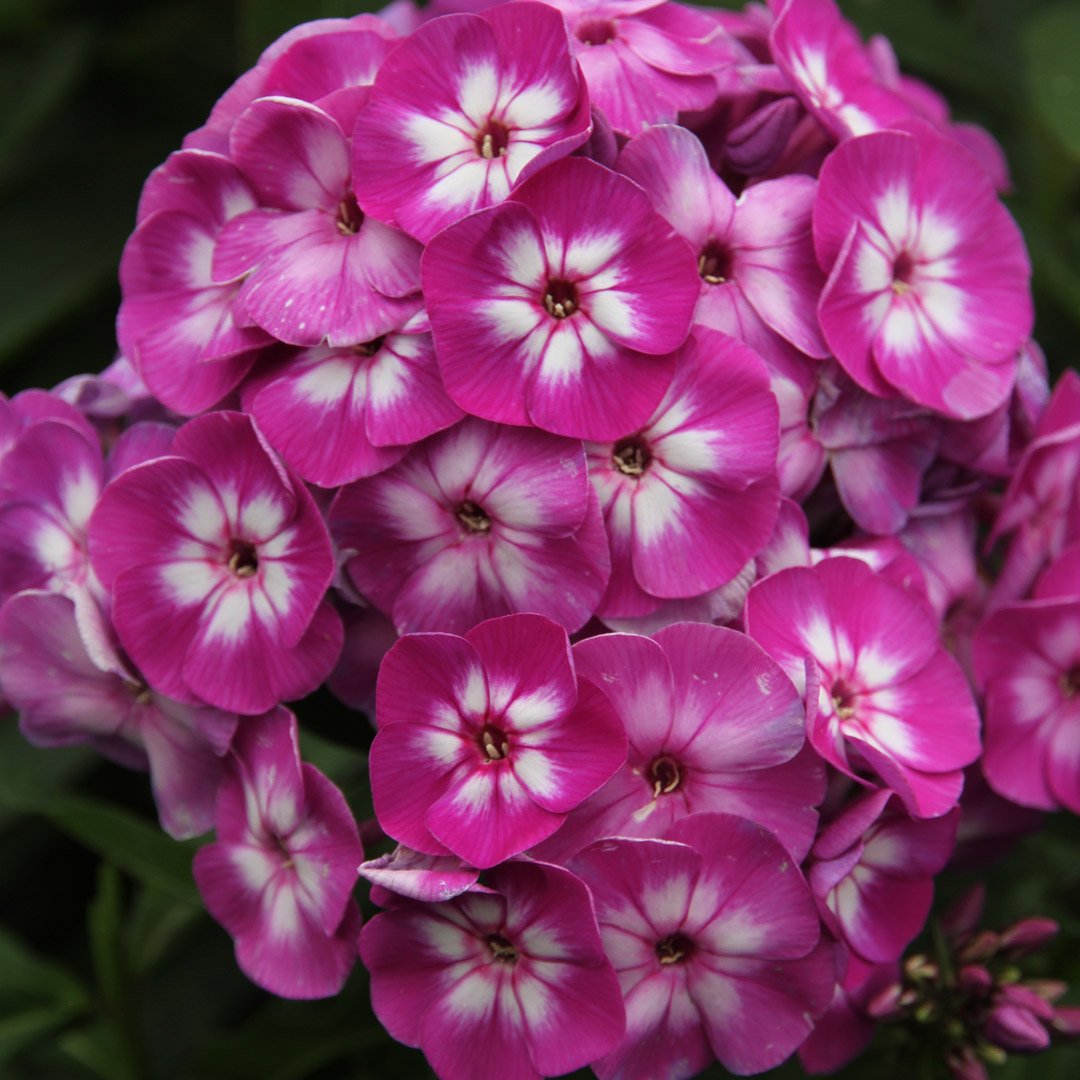 Флокс метельчатый Анфиса