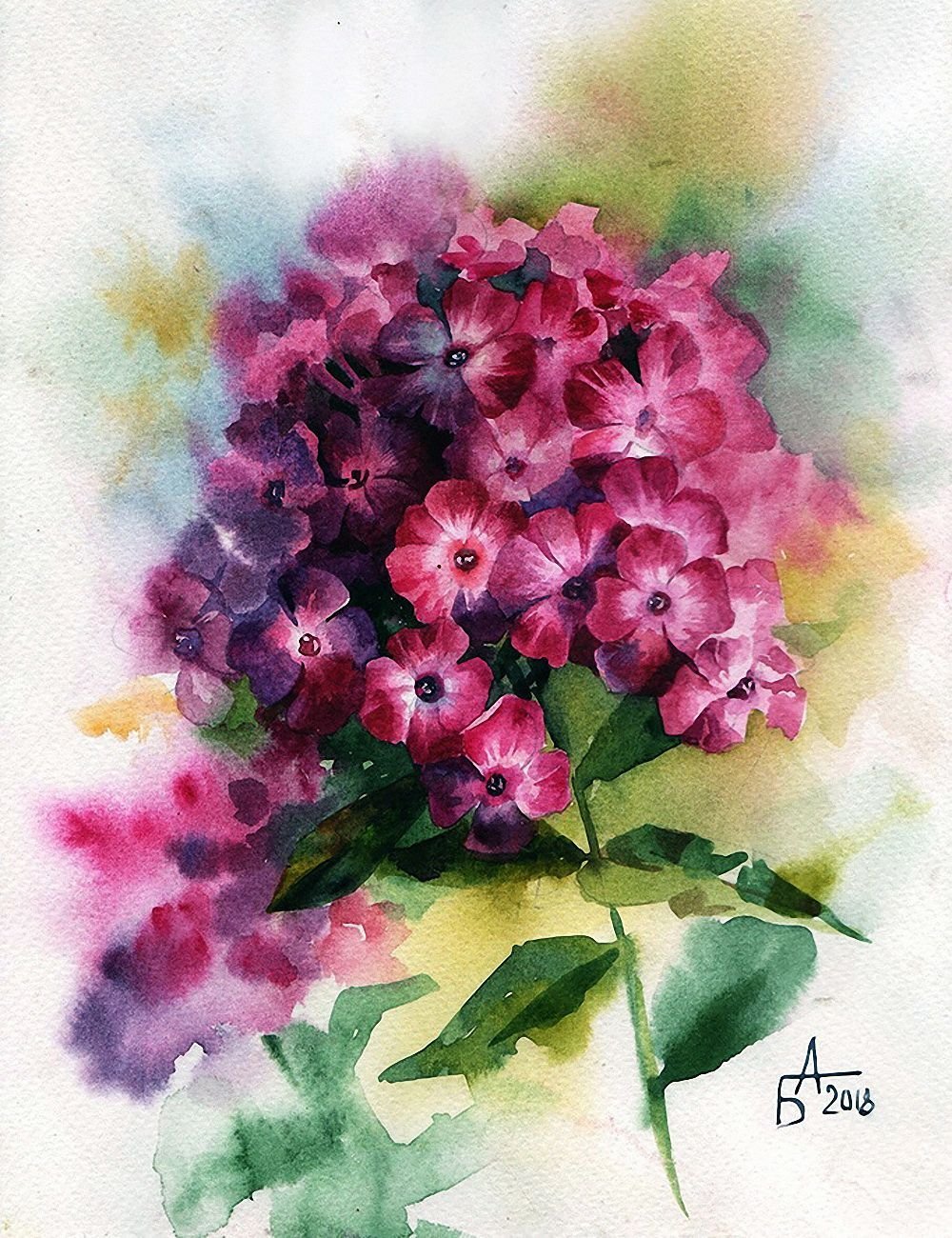Флокс акварели Андрияки.