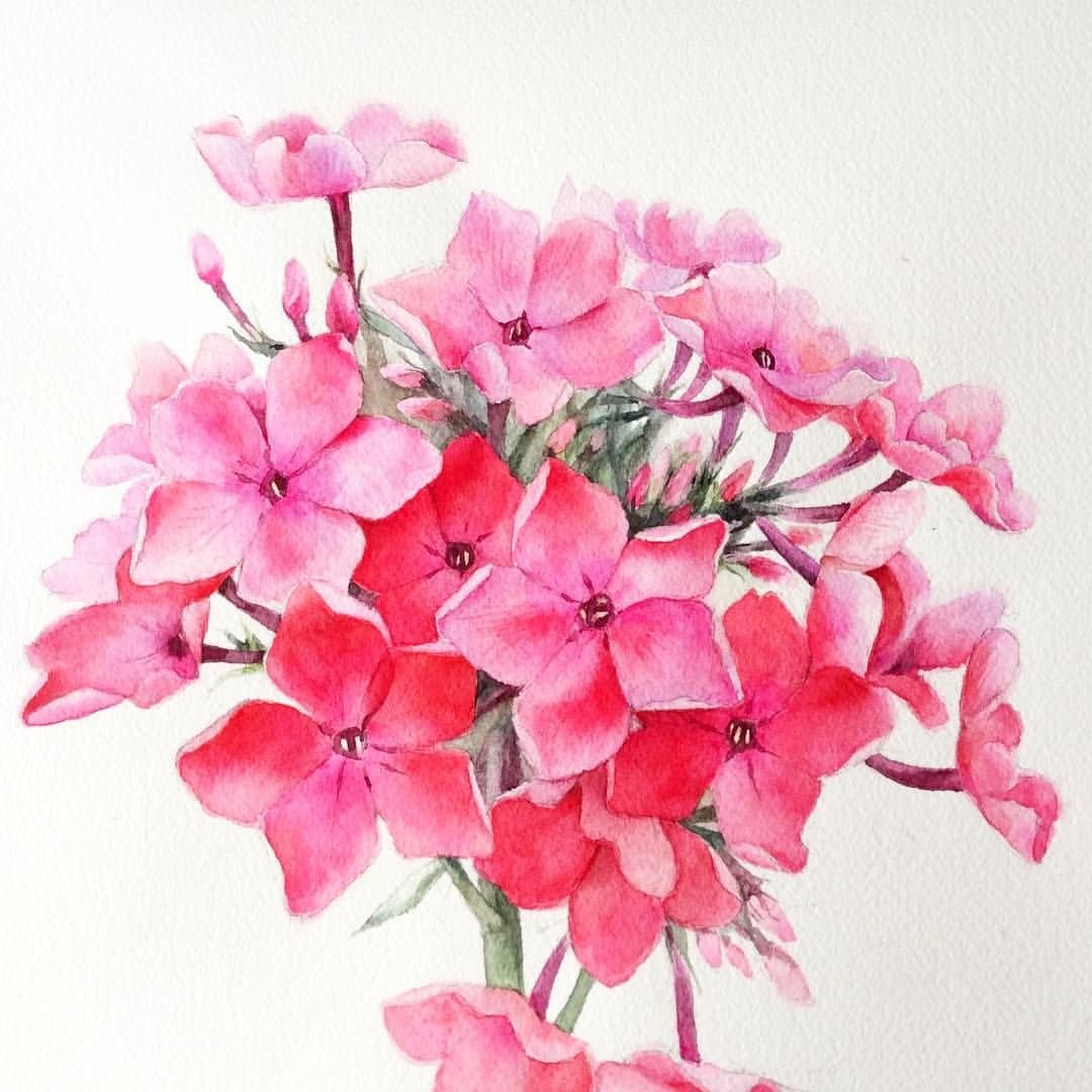 Флокс метельчатый акварелью