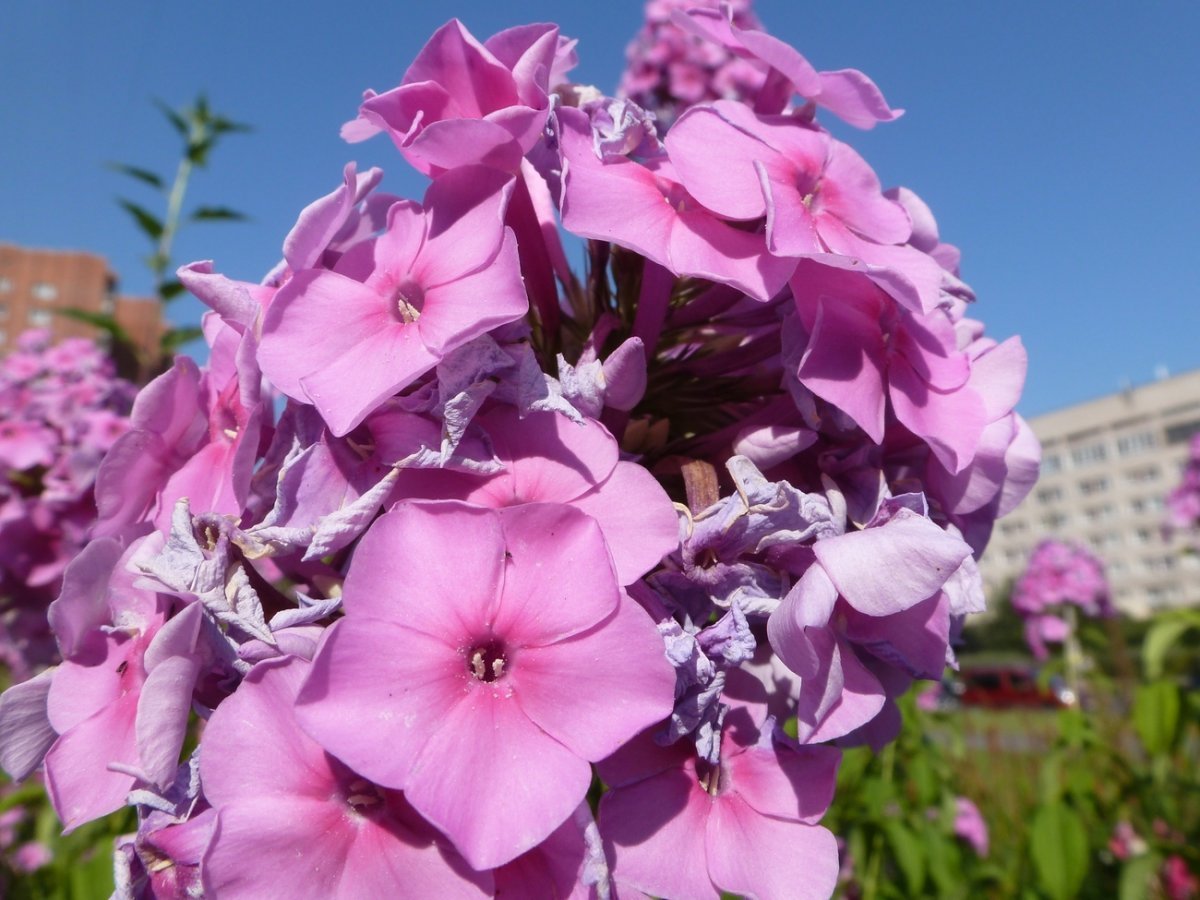 Флокс метельчатый Звездочет