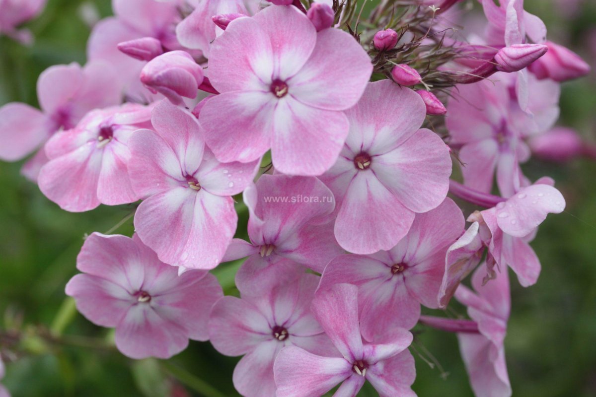 Флокс метельчатый Одиль