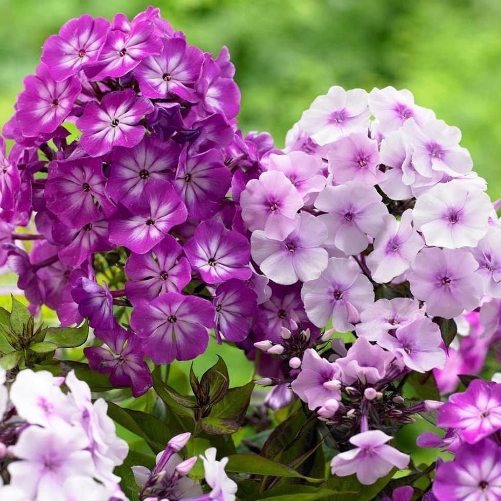 Флокс красивоцветущая