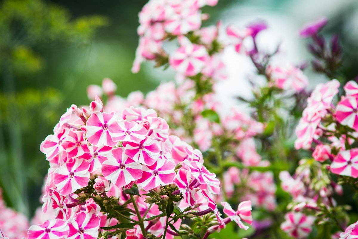 Флокс метельчатый Катарина