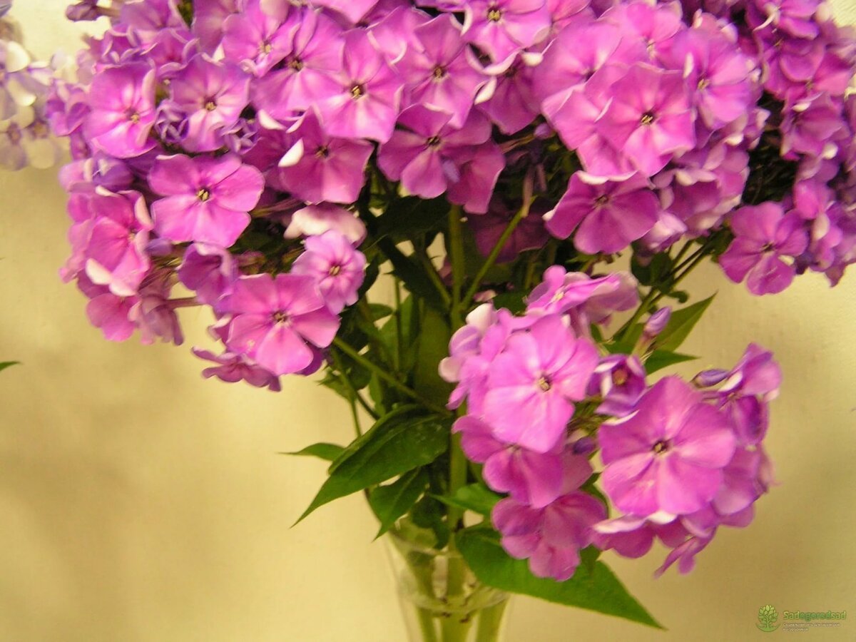 Флокс метельчатый