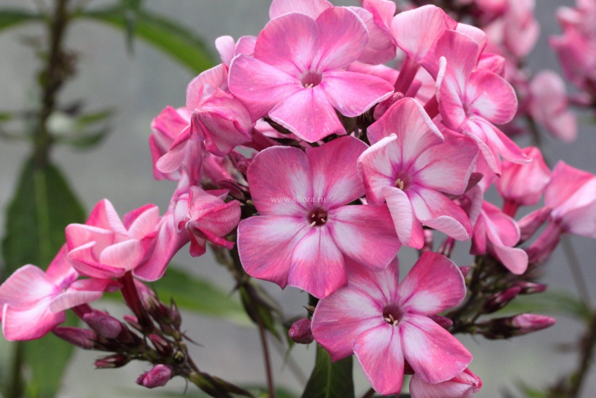 Флокс метельчатый тайна