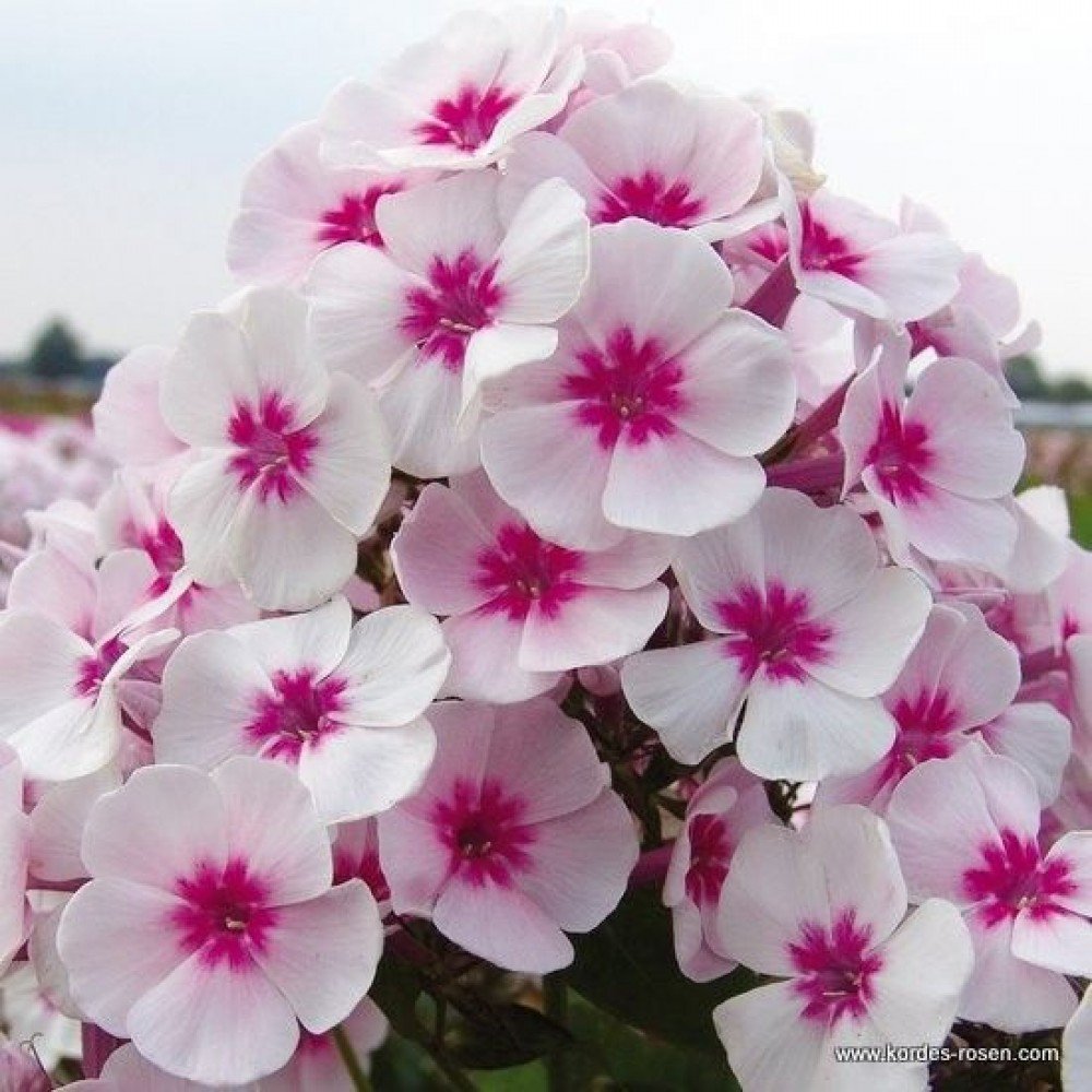 Флокс Джефс Пинк