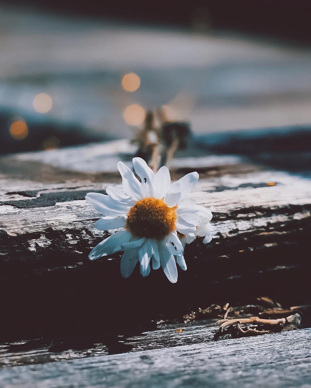 Одинокий цветок ромашки