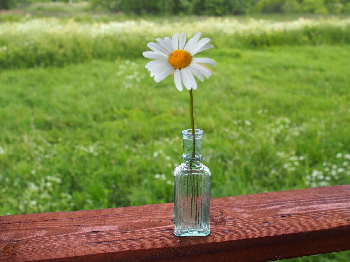 Ромашки на лавочке