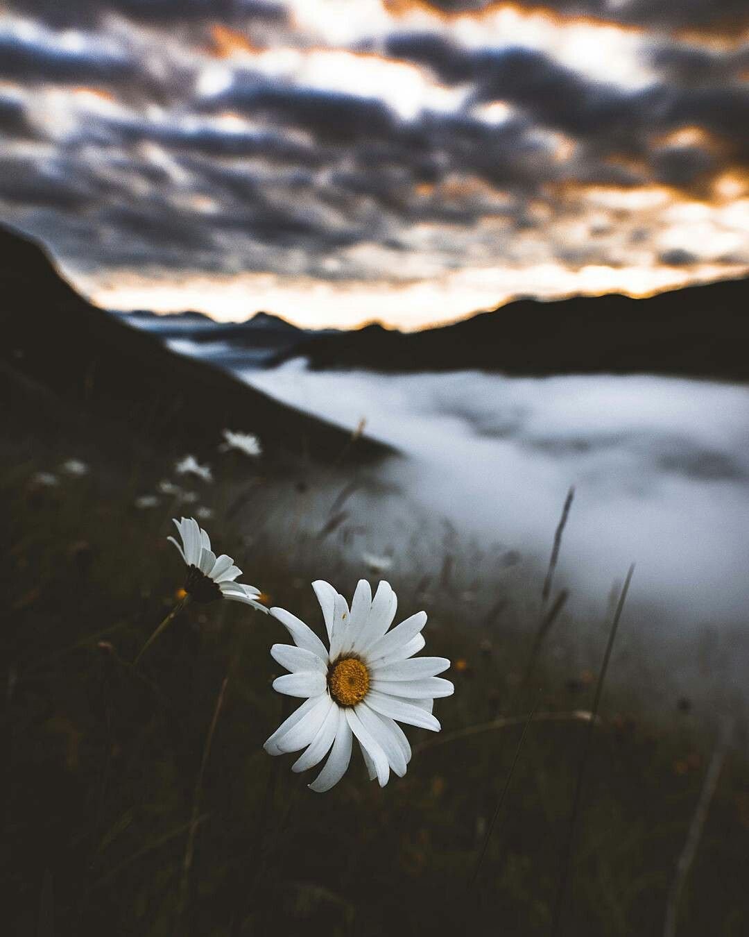 Ромашки на закате