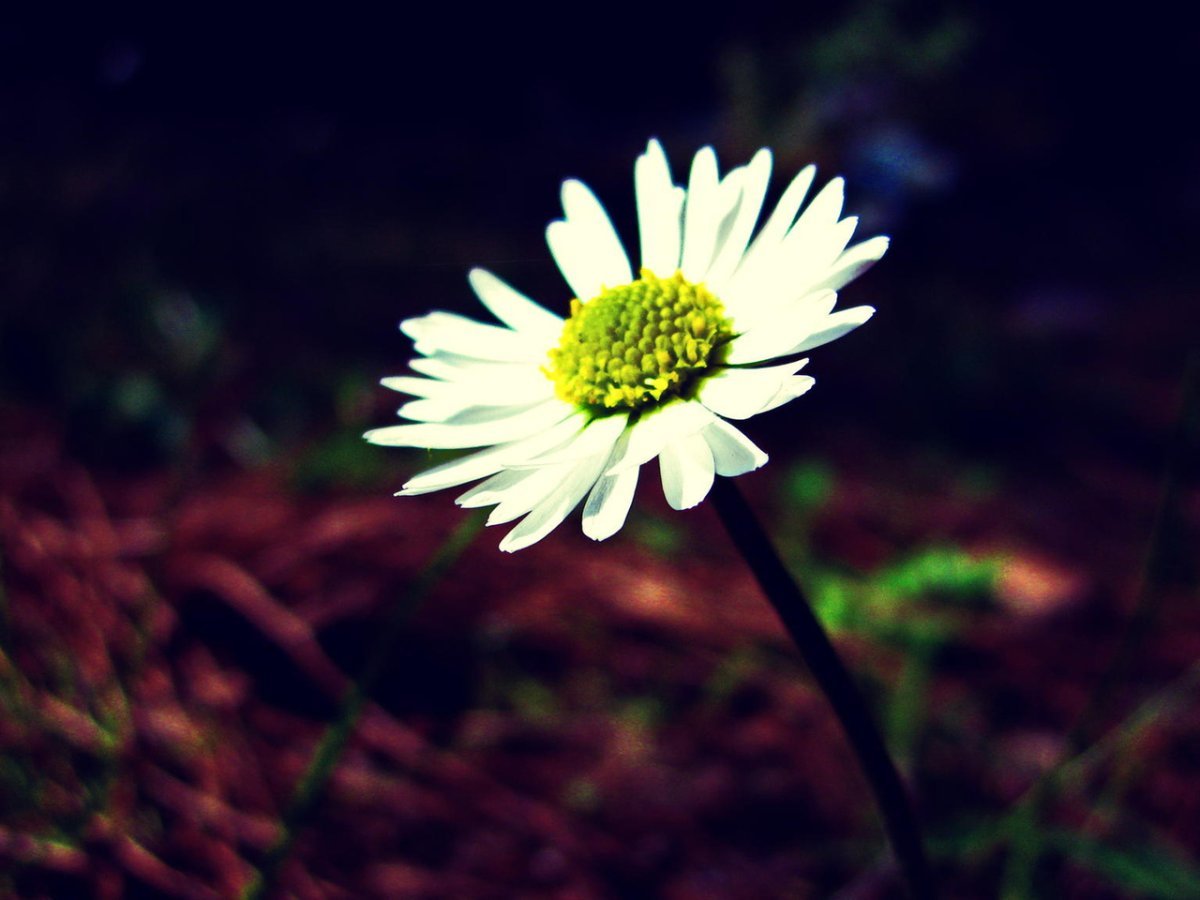 Одинокий цветок