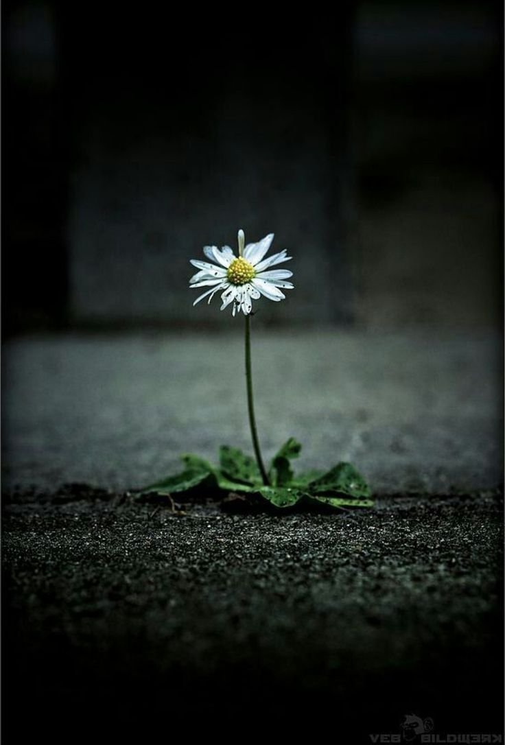 Ромашка гуль