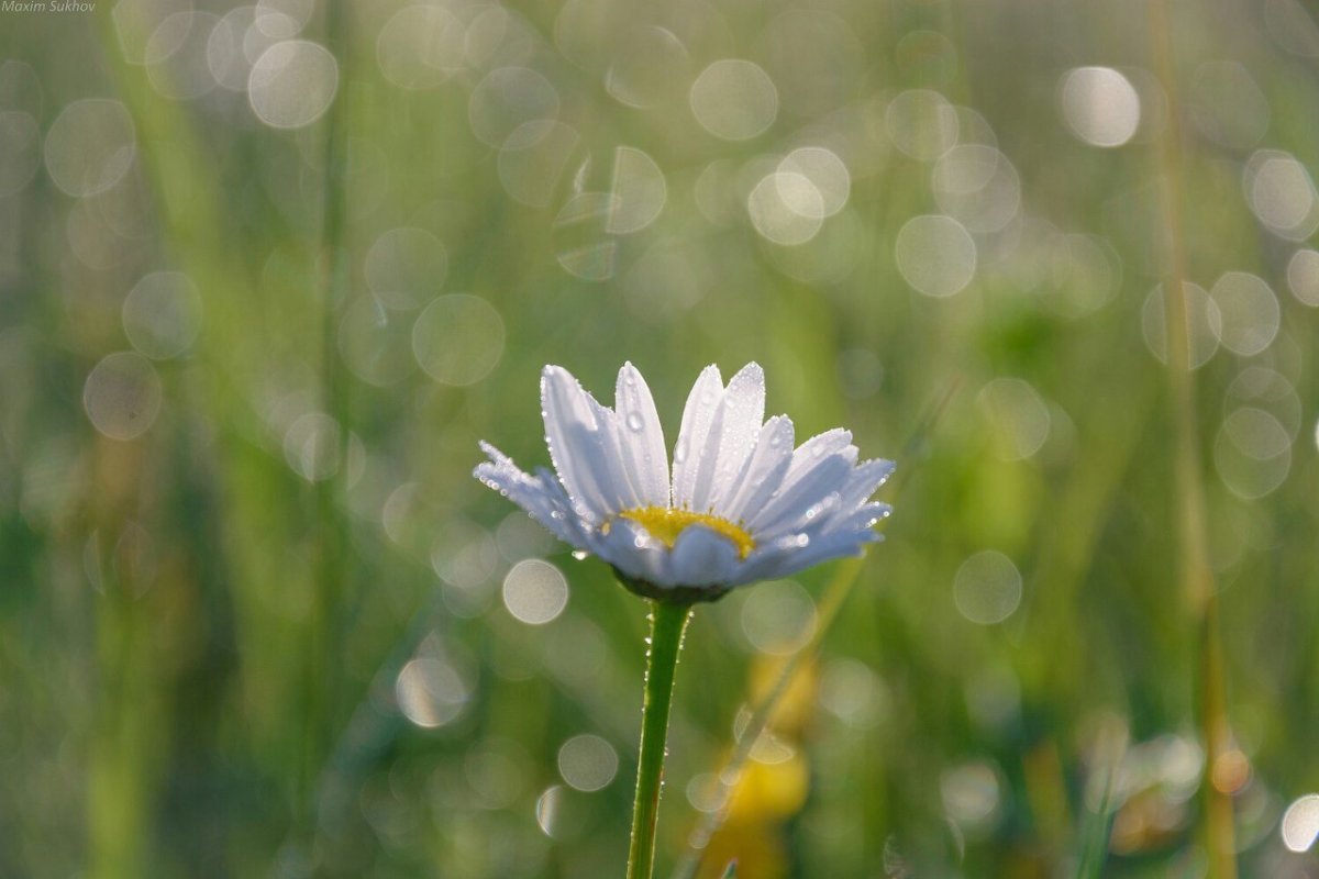 Одинокий цветочек