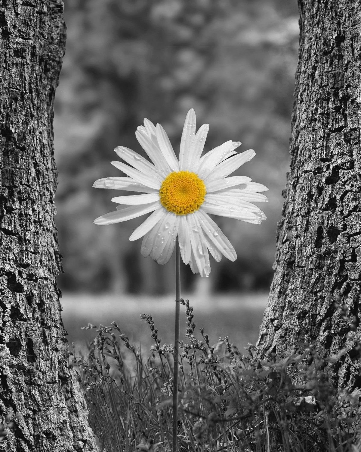 Ромашки и дождь