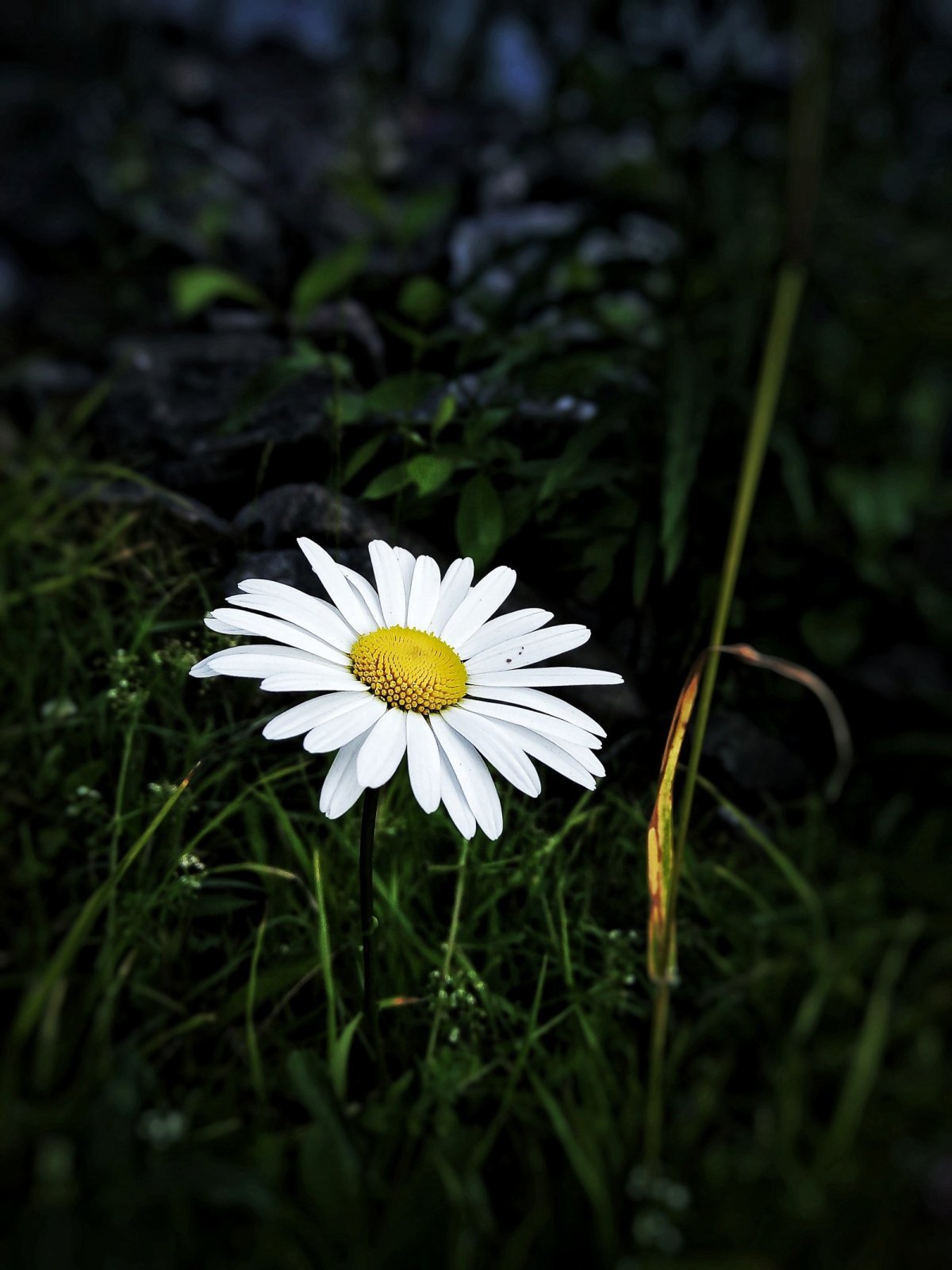 Черные ромашки