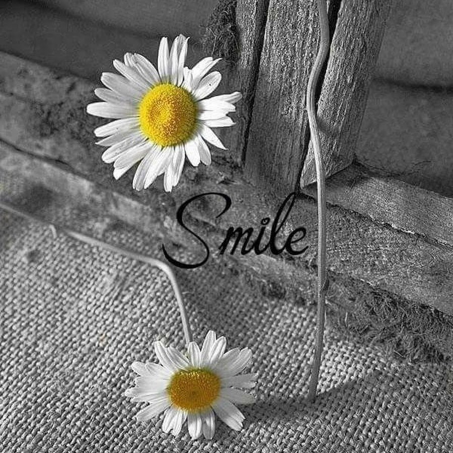 Ромашки в лучах солнца