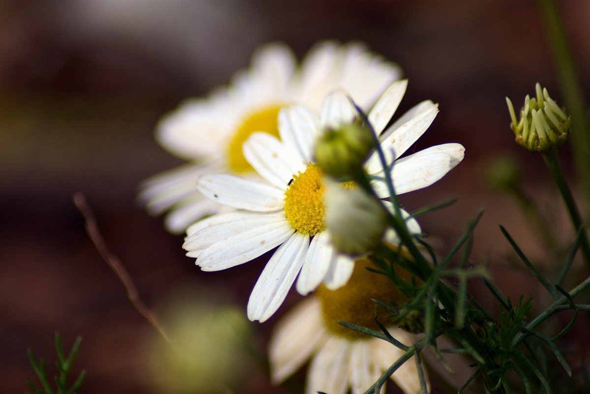 Парень с ромашками Эстетика