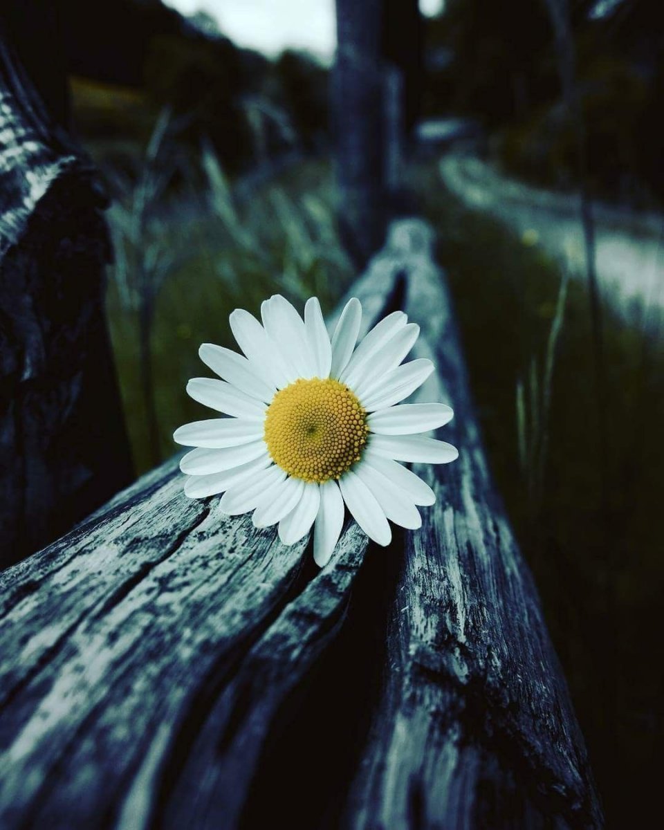 Ромашки на фоне неба