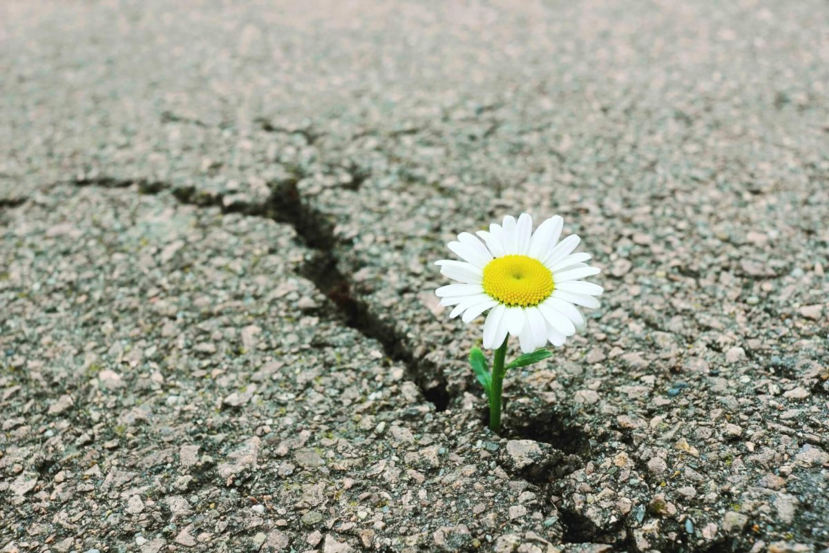 Ромашки полевые макро