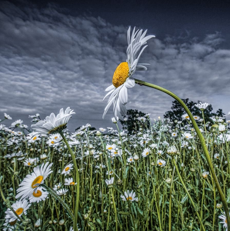 Увядшая Ромашка