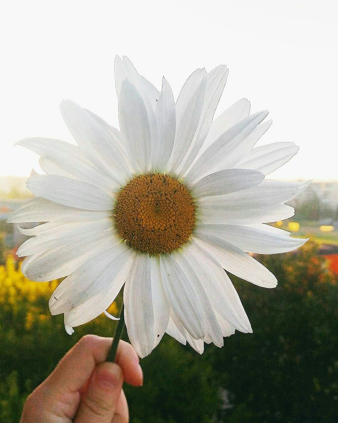 Один цветок в вазе