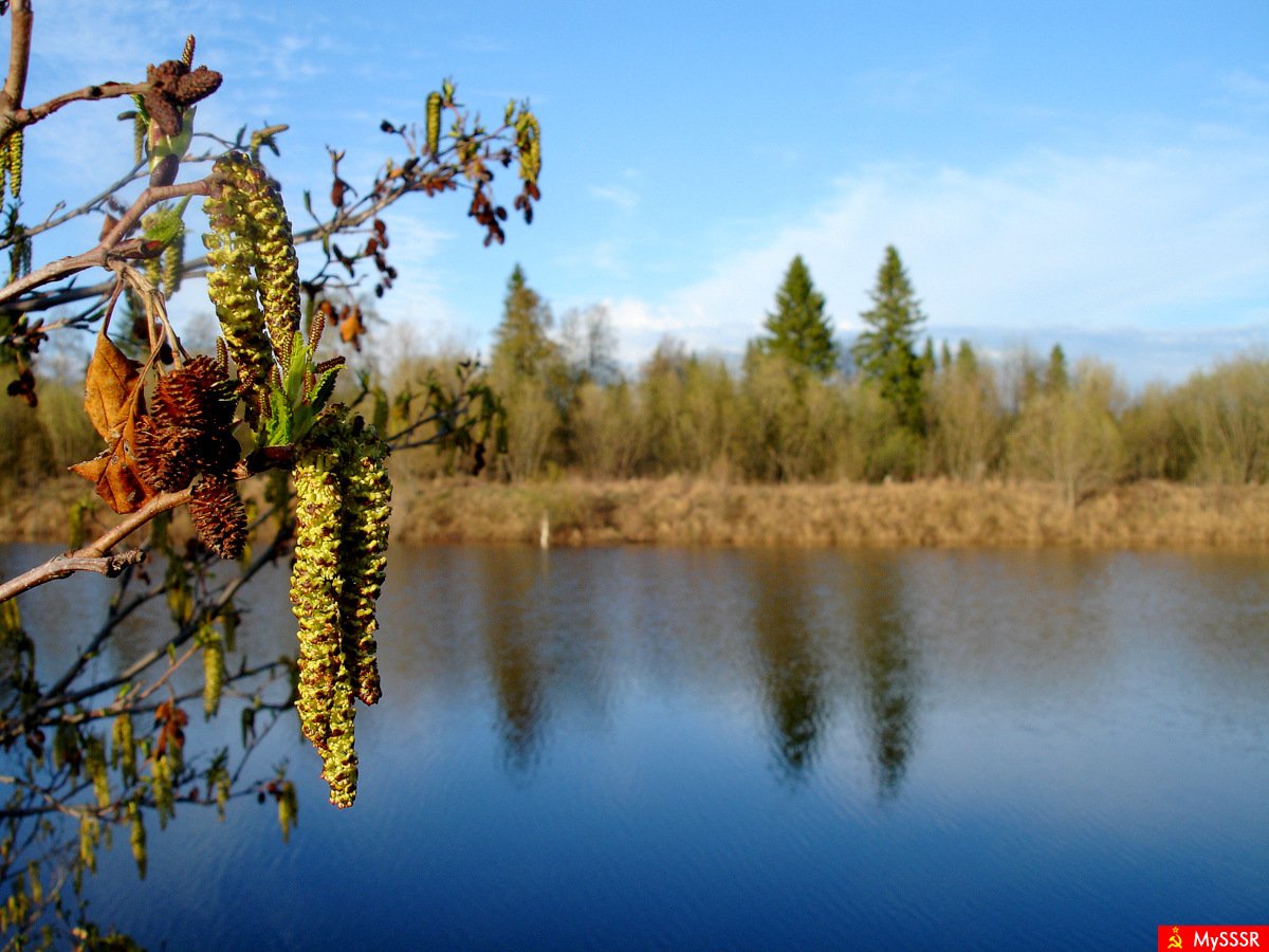 Евтушенко Ольховая Сережка