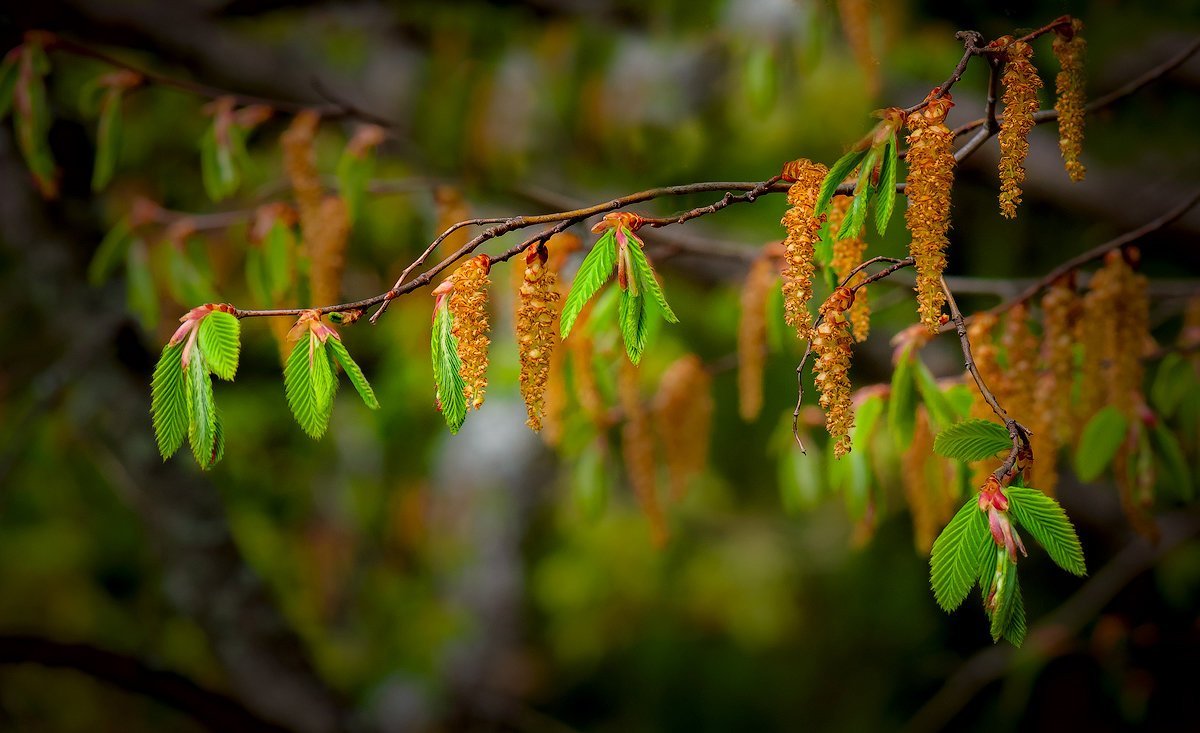 Иосиф Песнопевец ольховые смотрины 17 апреля