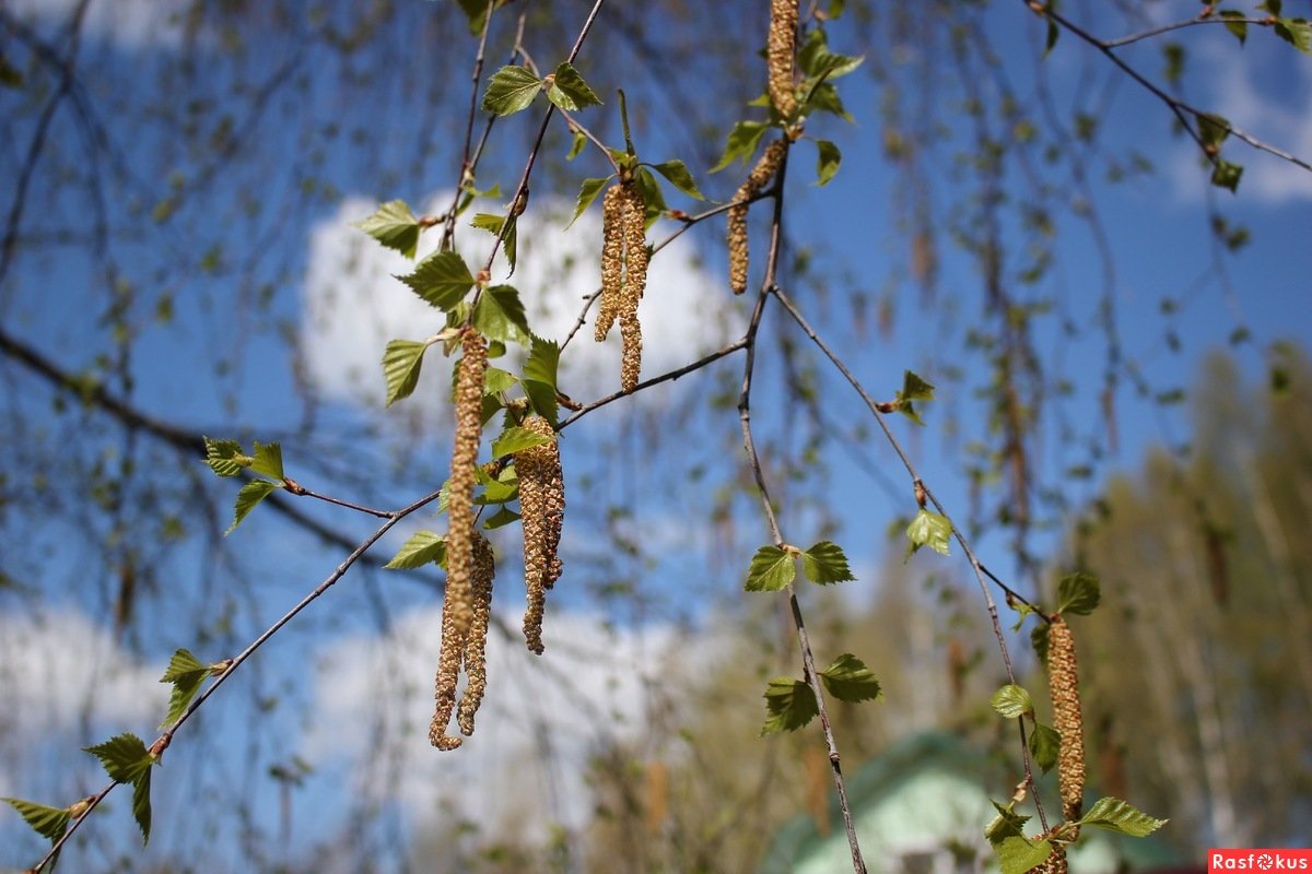 Березовые бруньки