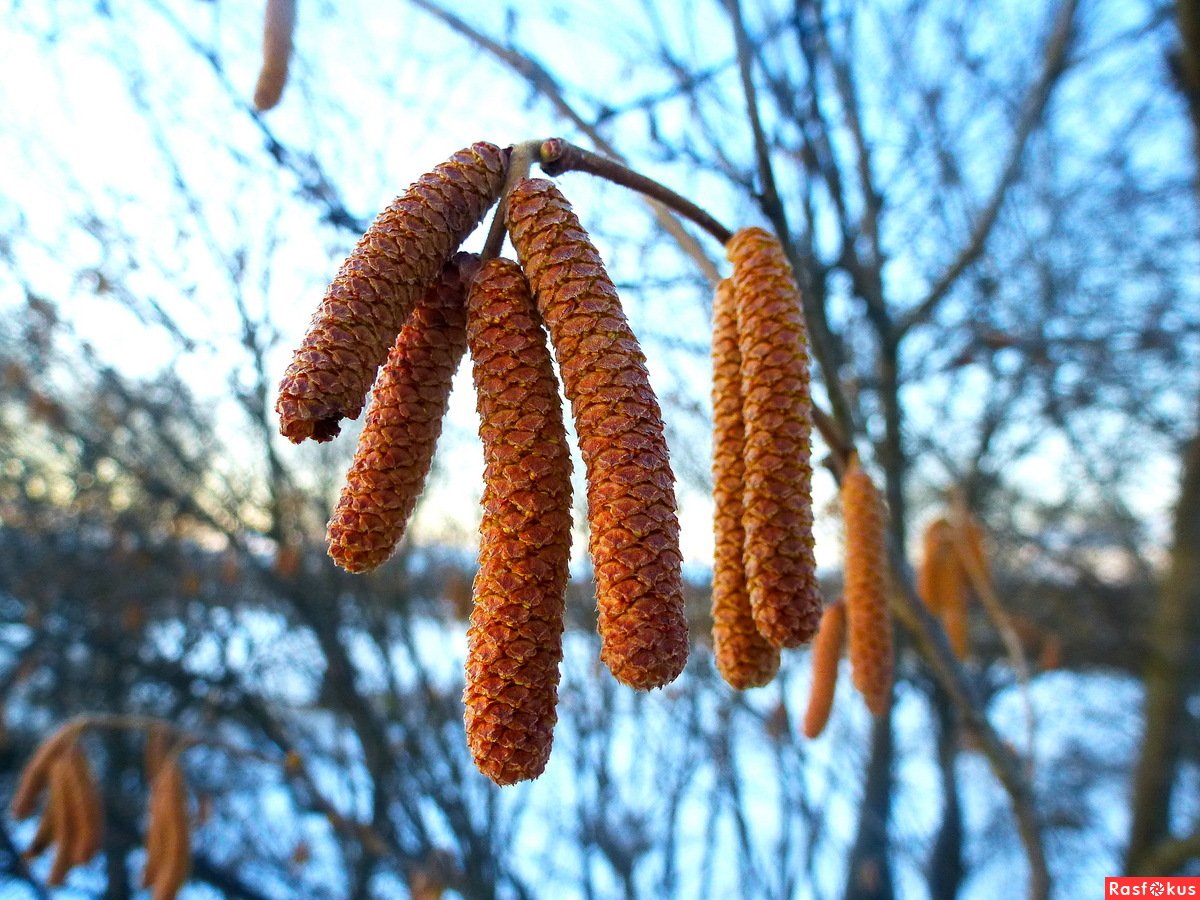 Серёжка Ольховая