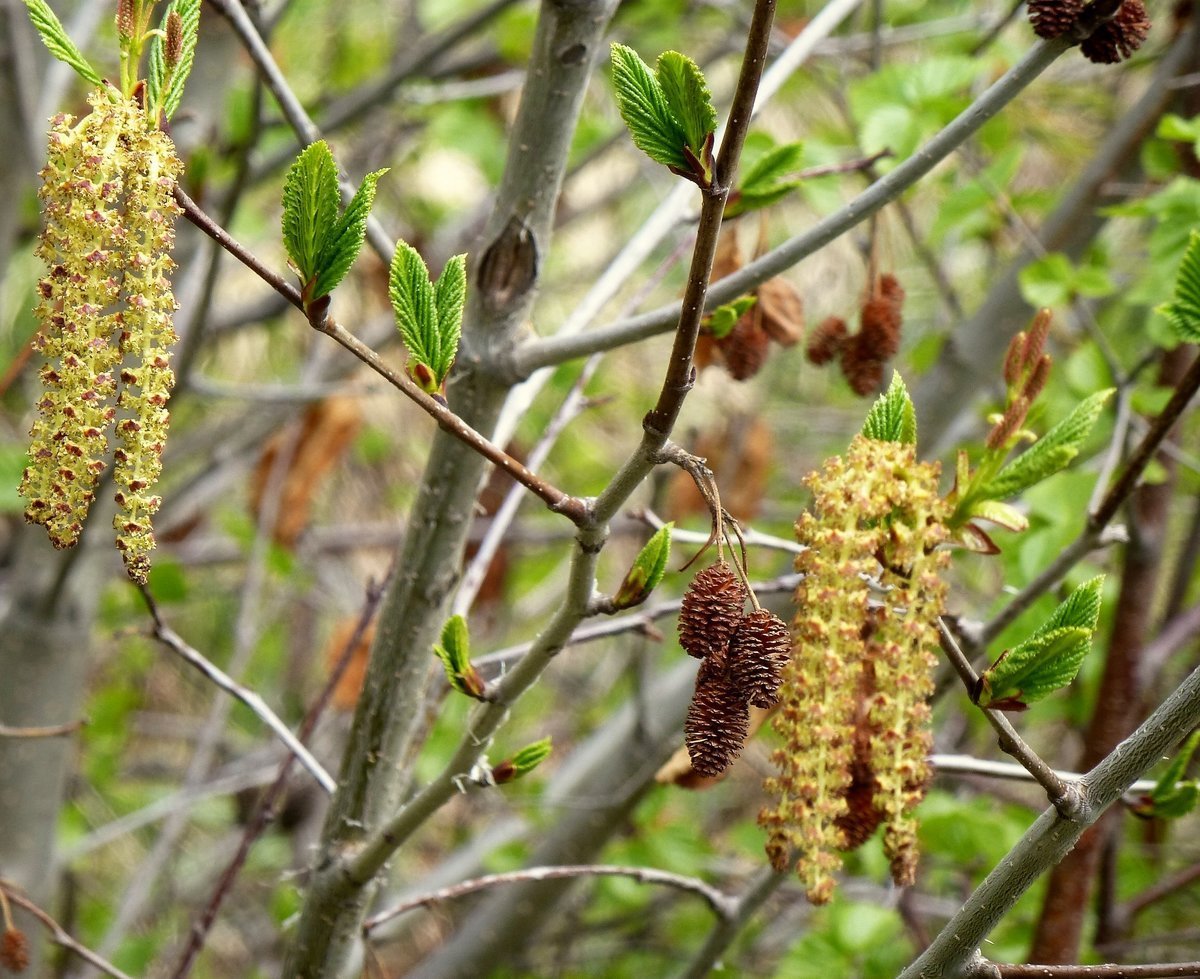 Ольха сережки