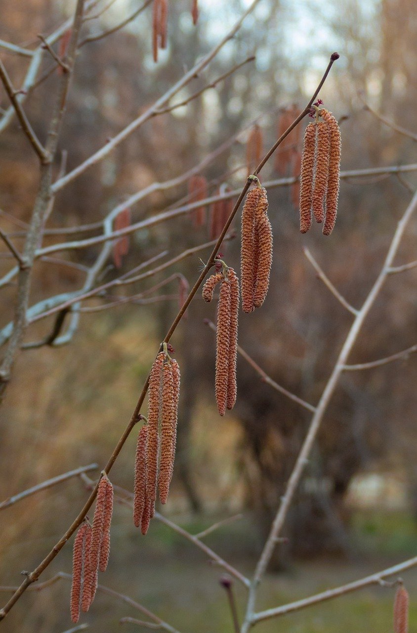 Ольха сережки