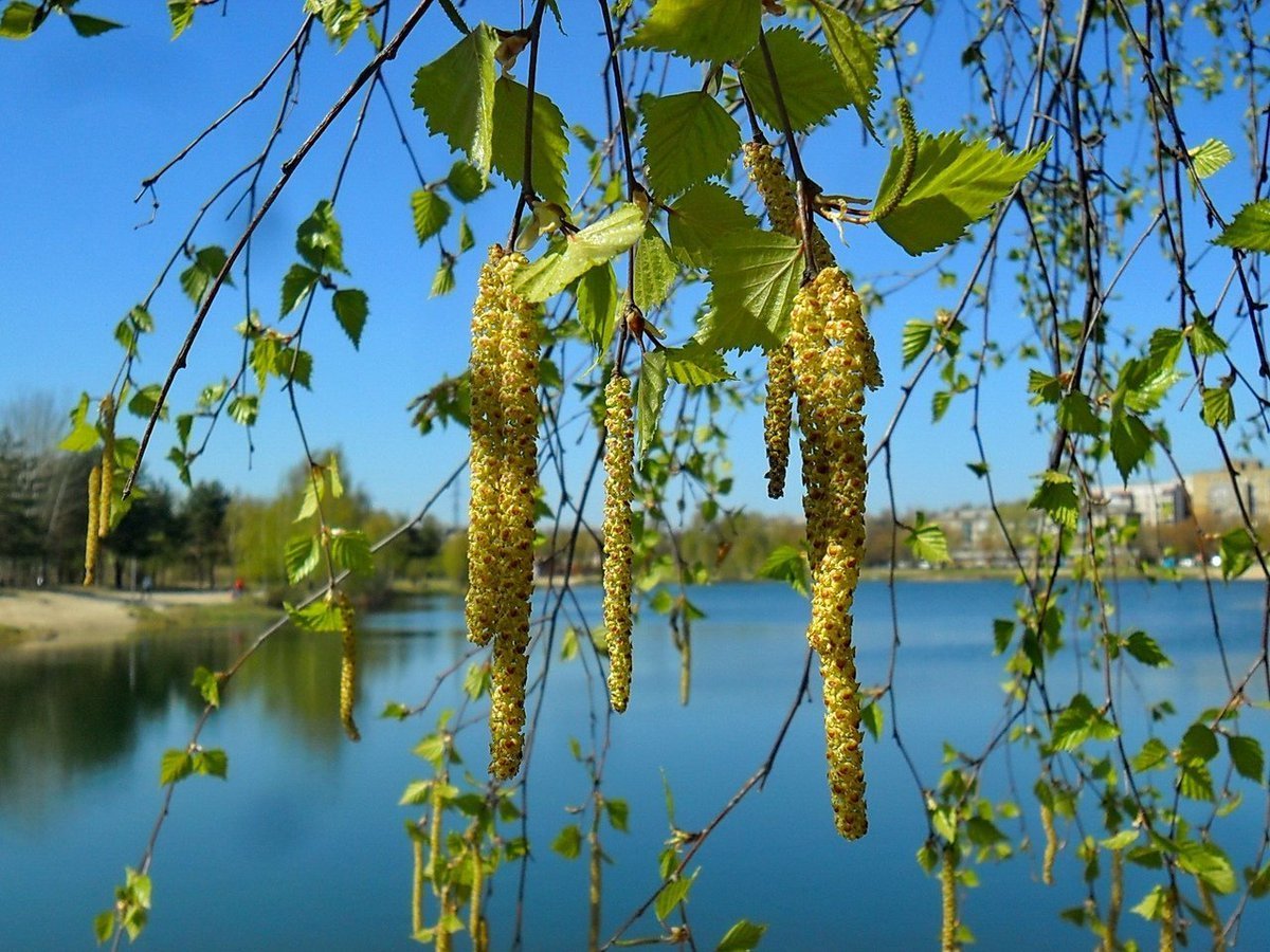Сережка Ольховая легкая будто пуховая
