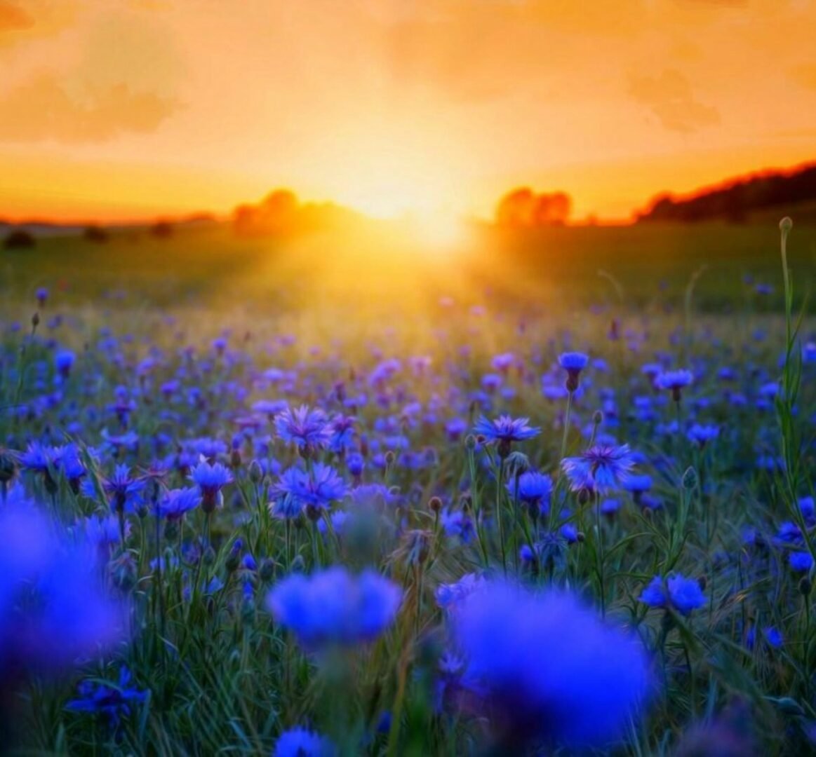 Васильковое поле