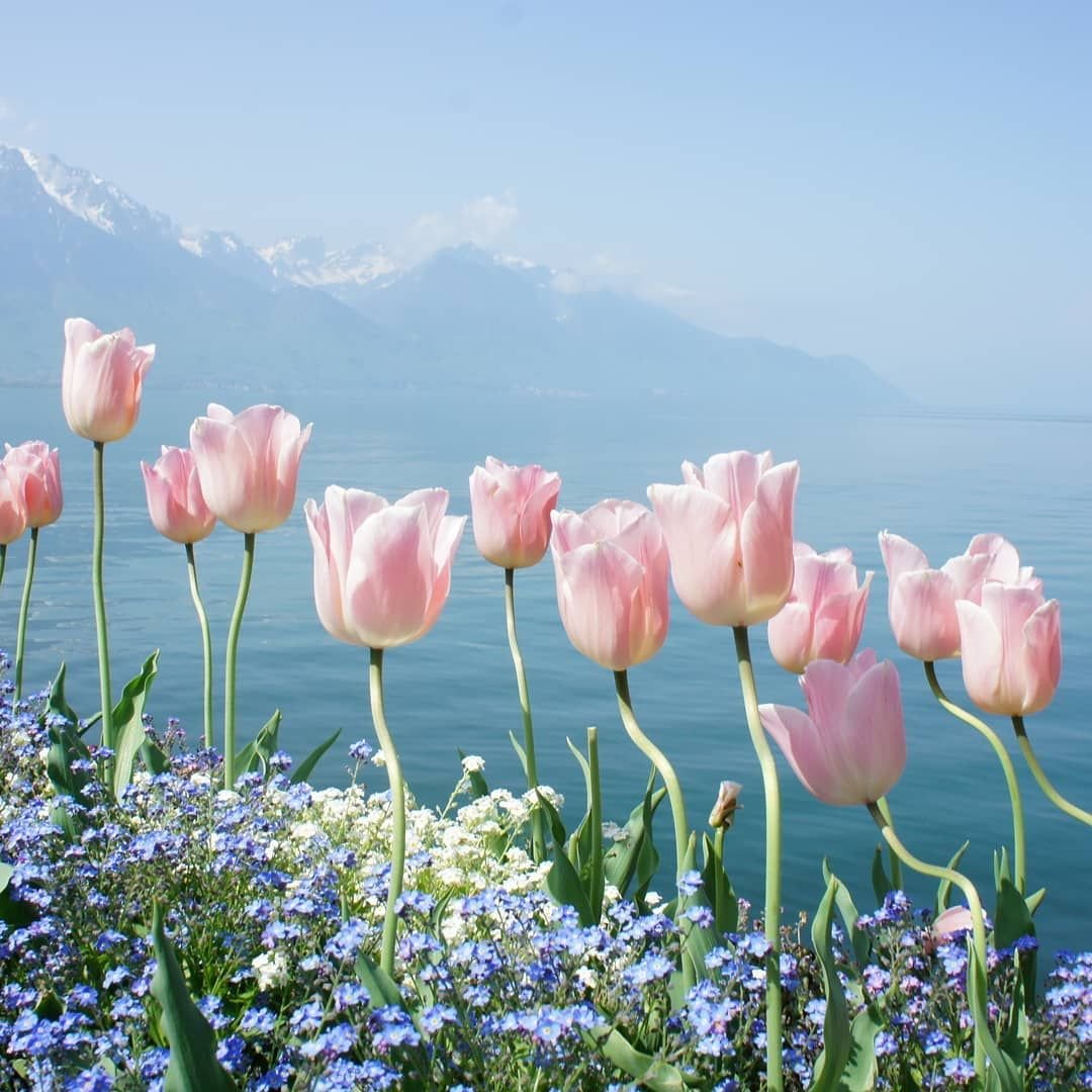 Весенние цветы