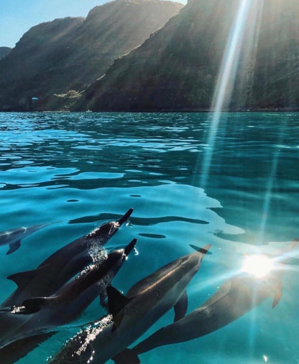 Дельфин в море