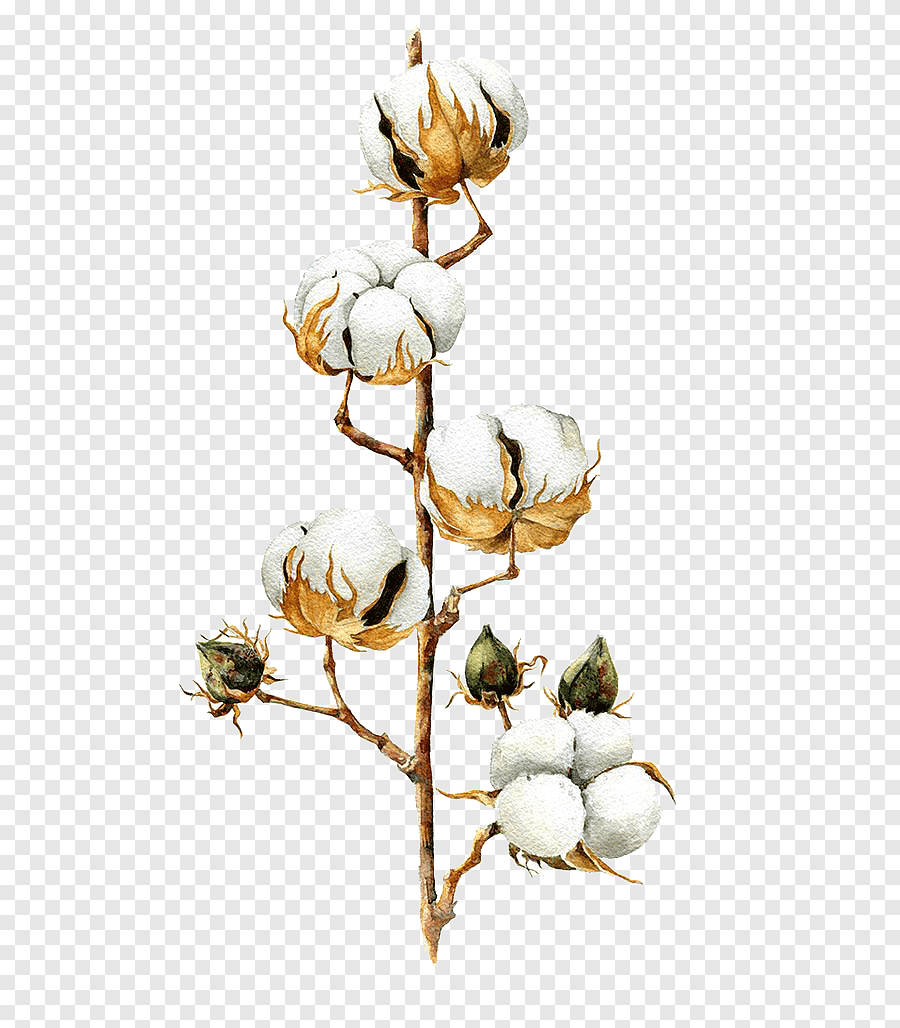 Хлопчатник Ботанический рисунок