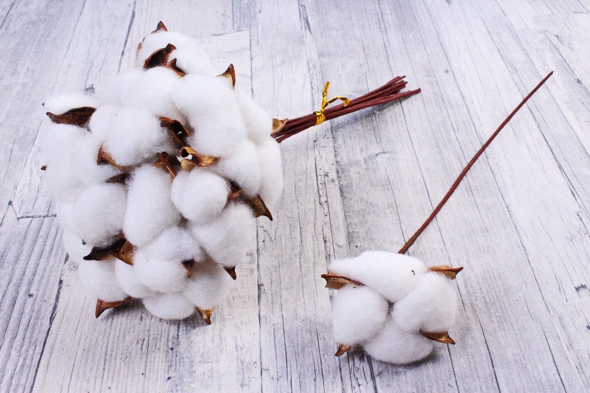 Ветка хлопчатника