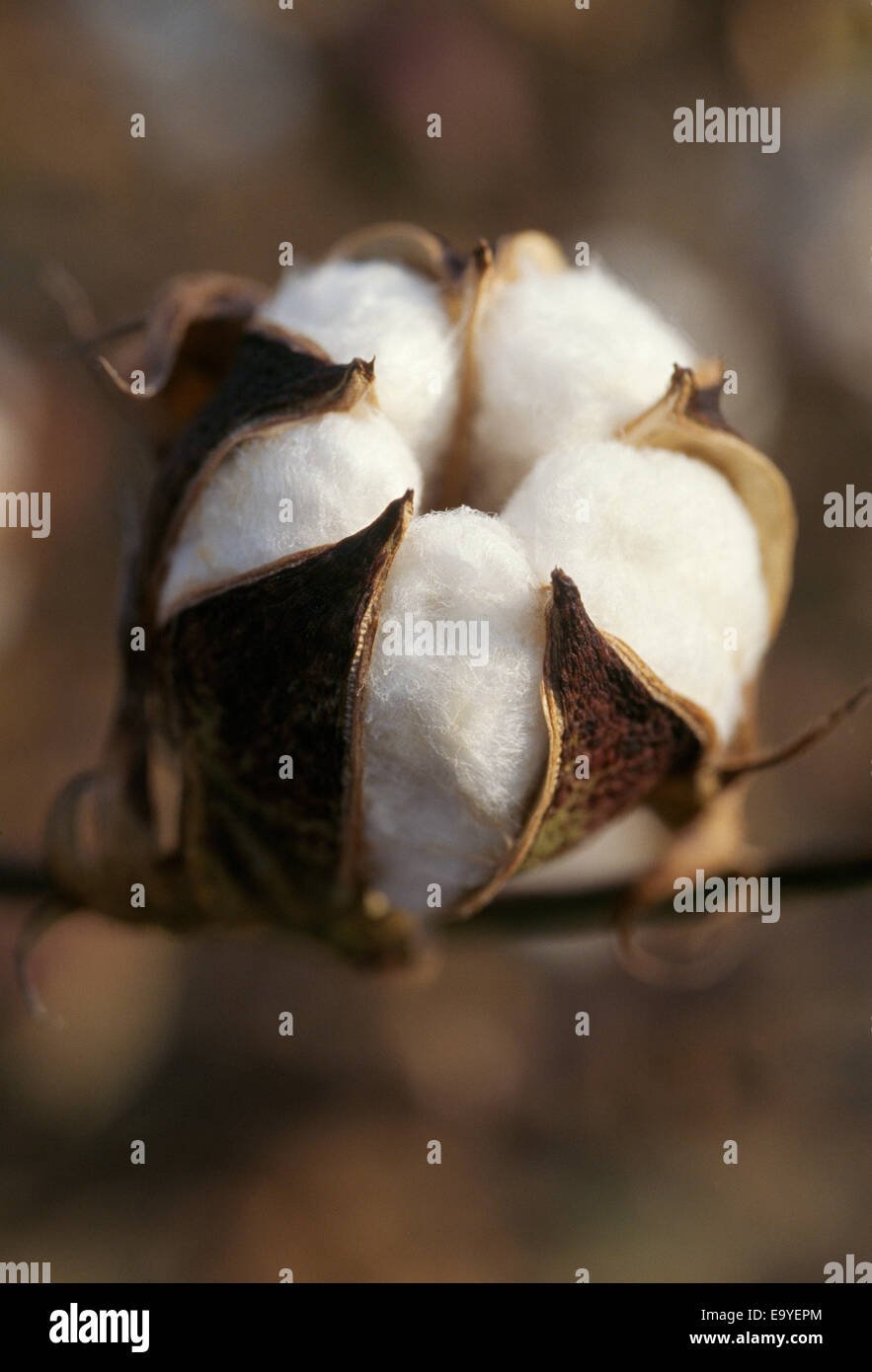 Коробочка хлопка