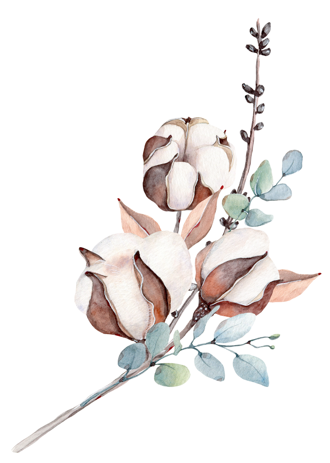 Хлопчатник Ботаническая иллюстрация