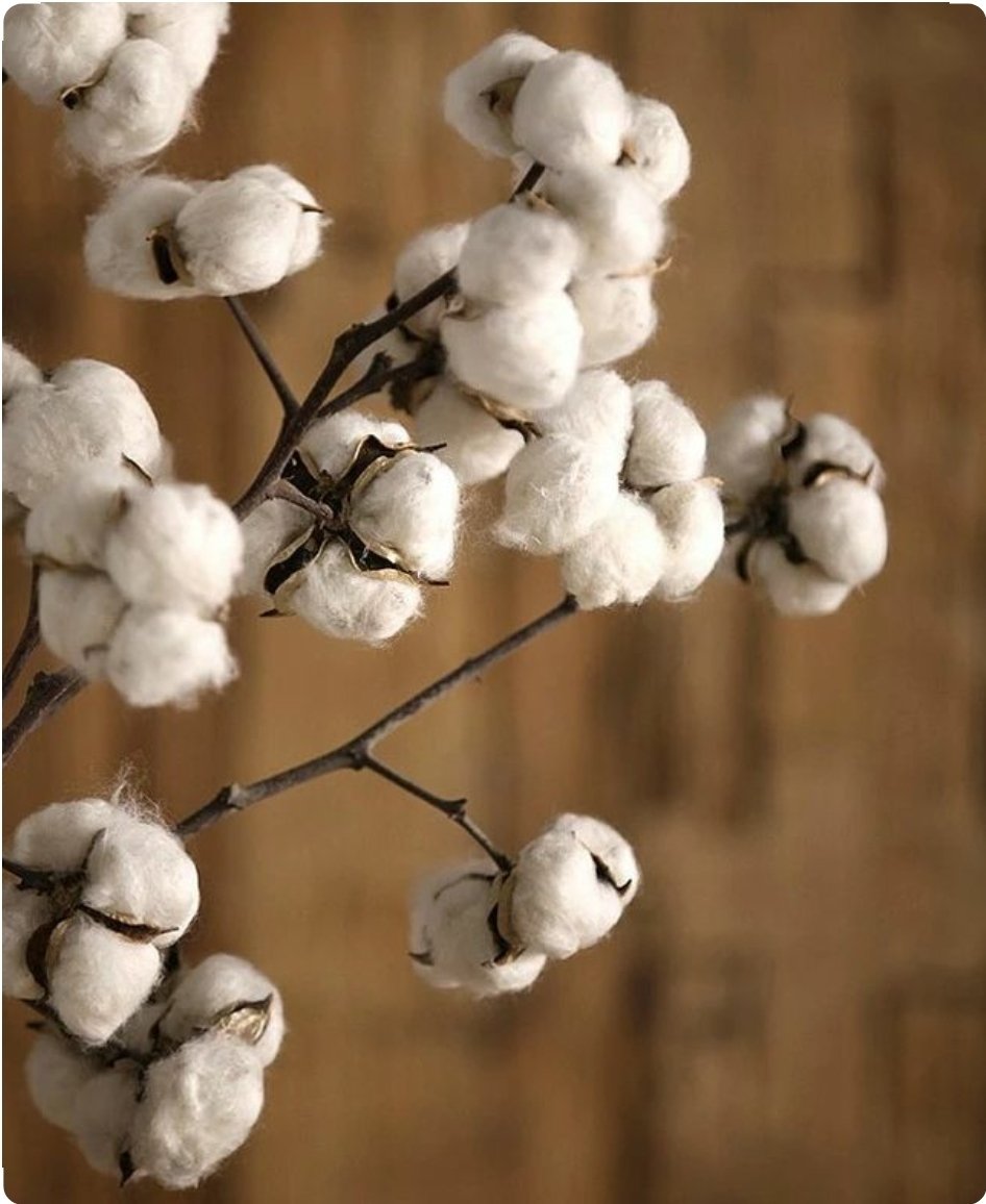 Хлопок цветок растение