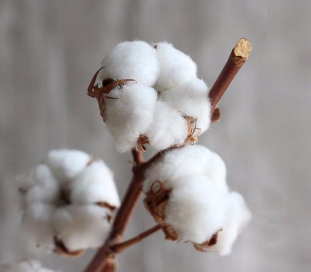 Ветка хлопка