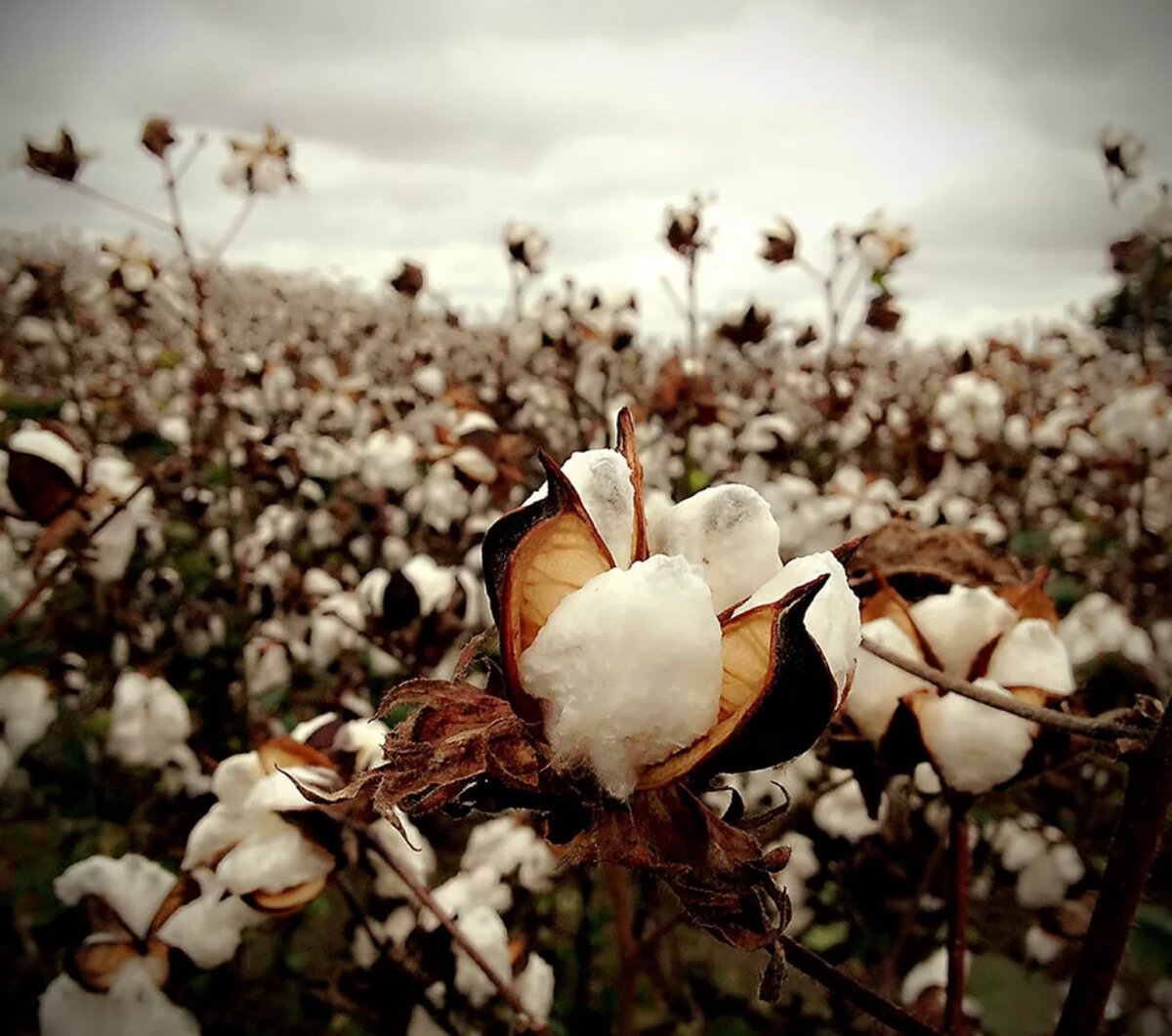 Хлопчатник травянистый