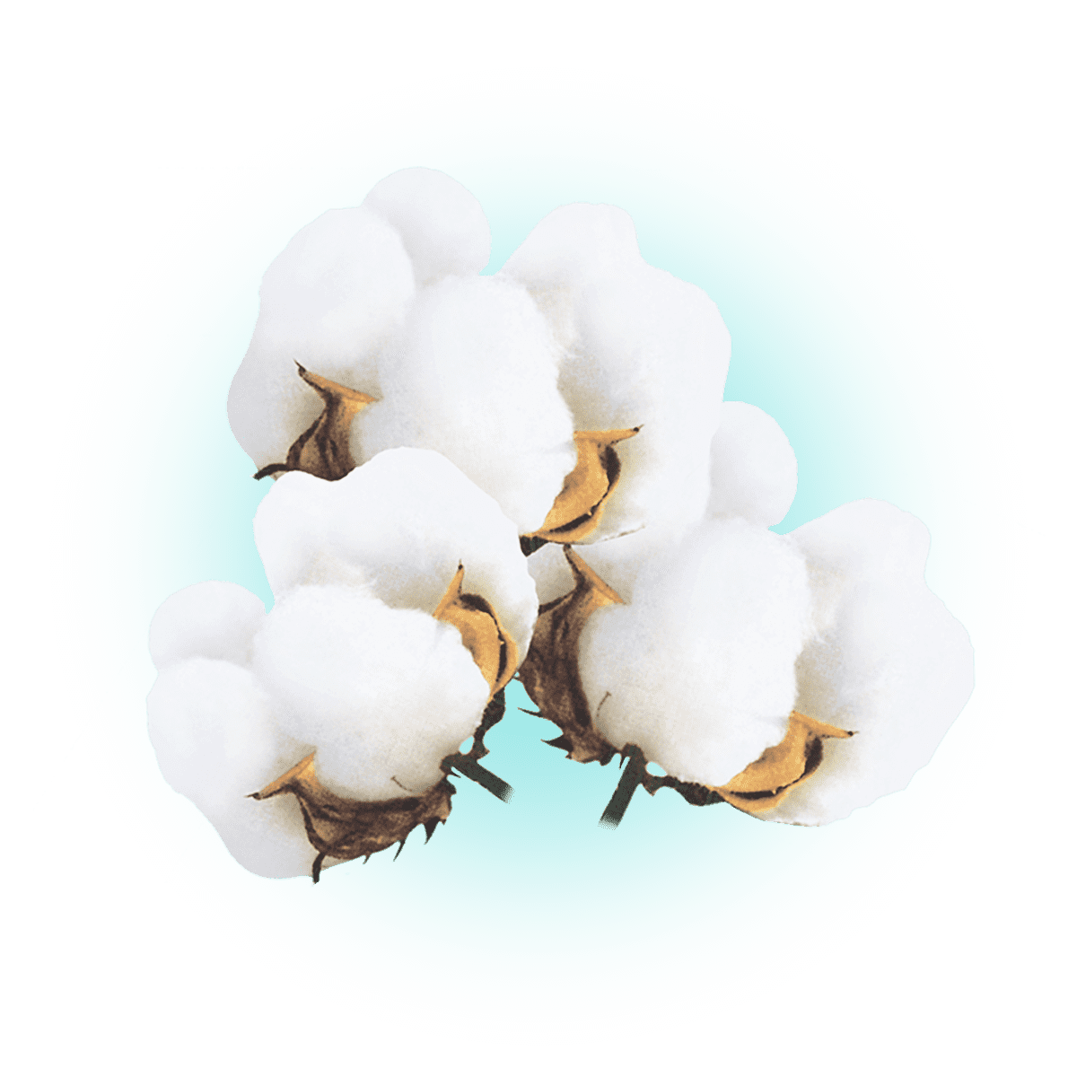 Цветок хлопка на прозрачном фоне